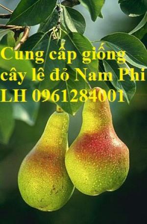 Cung cấp giống cây lê đỏ nam phi, cây lê đỏ, lê nam phi