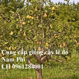 Cung cấp giống cây lê đỏ nam phi, cây lê đỏ, lê nam phi