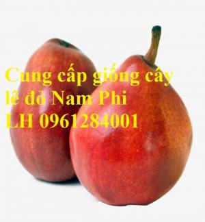 Cung cấp giống cây lê đỏ nam phi, cây lê đỏ, lê nam phi