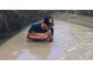 chuyên kinh danh các loại cá rồng.