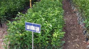 cây giống, con giống cam canh