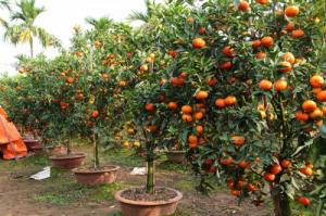 cây cam canh trồng trong chậu