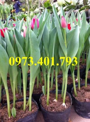 Củ hoa tulip uy tín, chất lượng