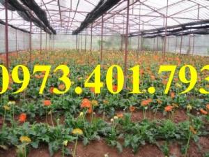 Giống cây hoa đồng tiền lùn