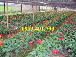 Giống cây hoa đồng tiền lùn