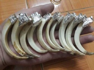 Nanh heo rừng bọc bạc