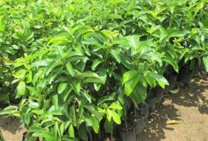 cây giống, con giống bơ sáp