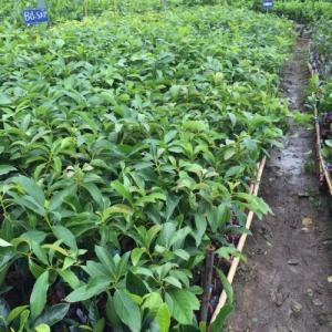 con giống , cây giống bơ sáp