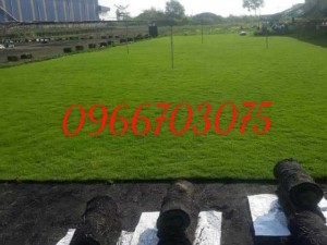 Cỏ nhung Nhật tại vườn