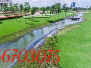 Cỏ nhung Nhật tại vườn
