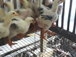 Gà đông tảo tại Sa đéc