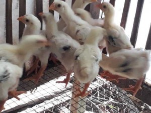 Gà đông tảo tại Sa đéc