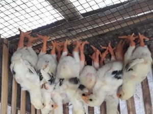 Gà đông tảo tại Sa đéc