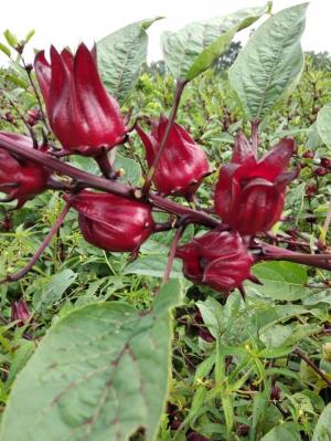 Hoa Bụp Giấm - atiso đỏ - Hibicus