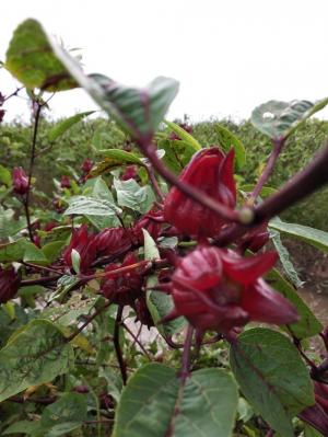 Hoa Bụp Giấm - atiso đỏ - Hibicus