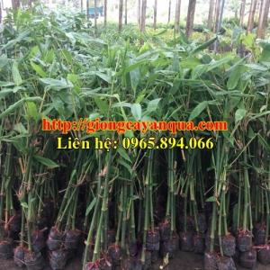 Giống cây măng bát độ, bán cây băng bát độ trồng dự án, giá cả cạnh tranh