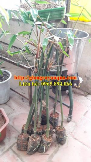 Kỹ thuật trồng và chăm sóc cây măng bát độ - Đại học Nông nghiệp 1 Hà Nội