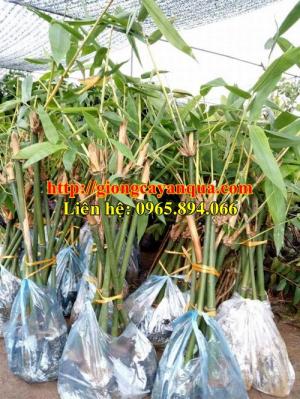 Kỹ thuật trồng và chăm sóc cây măng bát độ - Đại học Nông nghiệp 1 Hà Nội