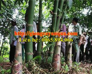 Cây giống măng bát độ - Đại học Nông nghiệp 1