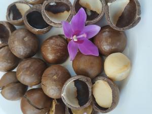 Hạt mắc ca Gia Lai