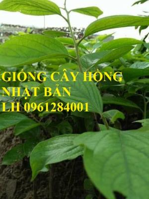 Cây giống hồng vuông nhật bản, hồng fuyu, hồng không hạt - viencaygiongtrunguong