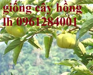 Cây giống hồng vuông nhật bản, hồng fuyu, hồng không hạt - viencaygiongtrunguong