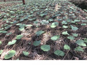 Hạt giống Thất diệp nhất chi hoa & cây giống Thất diệp nhất chi hoa