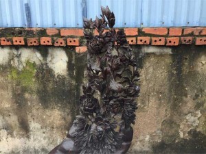 Cục lũa chim trĩ phù dung gỗ trắc ta cao 66cm