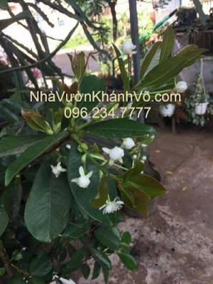 Vì sao nên trồng cây cherry Brazil trong nhà bạn???