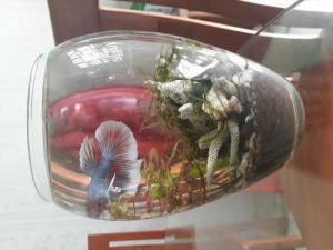 Bình thủy sinh
