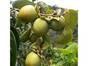 Hồng dòn đà lạt sỉ lẻ