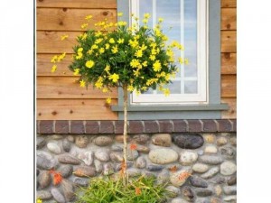 Cây giống cúc thân gỗ gieo hạt