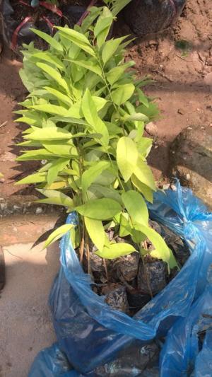 cây giống, con giống na dai
01682325775