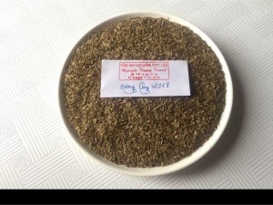 Hạt giống Đương Quy vụ mùa 2018/2019