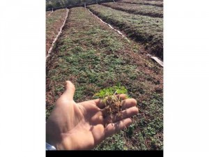 Hạt giống Đương Quy vụ mùa 2018/2019