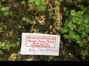 Hạt giống Đảng Sâm vụ mùa 2018/2019