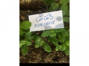Hạt giống Cát Cánh vụ mùa 2018/2019