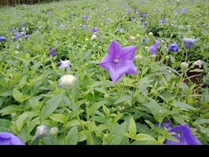 Hạt giống Cát Cánh vụ mùa 2018/2019