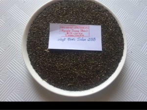 Hạt giống Đan Sâm vụ mùa 2018/2019