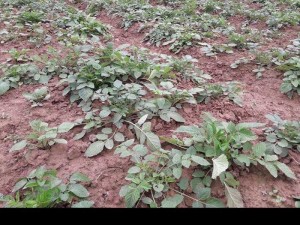 Hạt giống Đan Sâm vụ mùa 2018/2019