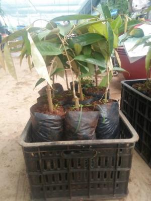 Viện cây giống trung ương, giống sầu riêng musaking chuẩn giống nhập khẩu.