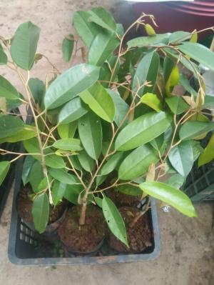 Viện cây giống trung ương, giống sầu riêng musaking chuẩn giống nhập khẩu.