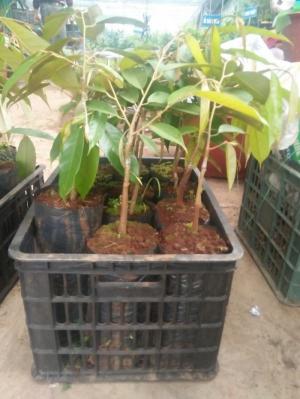 Viện cây giống trung ương, giống sầu riêng musaking chuẩn giống nhập khẩu.
