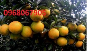 Cung cấp Giống cam vinh chuẩn giống, chuẩn chất lượng. chuẩn giống.