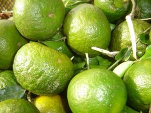 Cung cấp giống cam sành, cam sành hà giang chuẩn giống, cung cấp số lượng lớn.