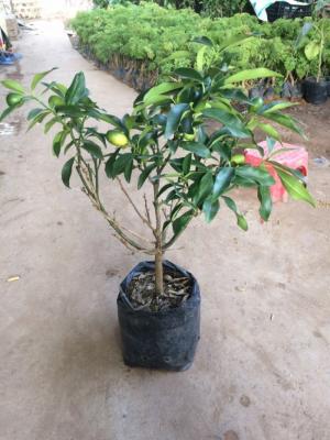 Viện cây giống trung ương: giống cây quất ngọt, chuẩn giống quất ngọt