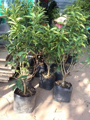 Viện cây giống trung ương: giống cây quất ngọt, chuẩn giống quất ngọt