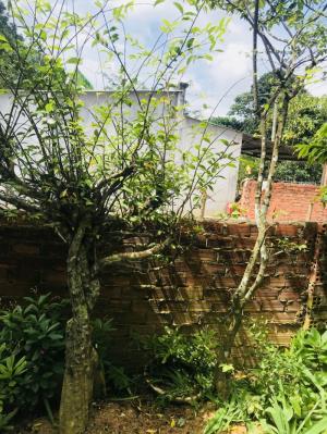 Cây cảnh