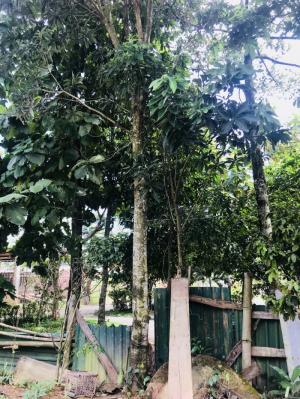 Cây cảnh