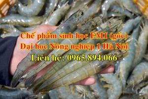 Sủ dụng chế phẩm sinh học EM1 - EM gốc chuyên cho nuôi tôm cá